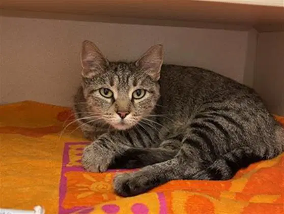 Andes - Domestic Short Hair