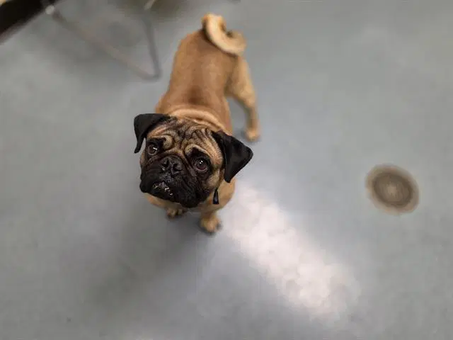Spark Pug - Pug