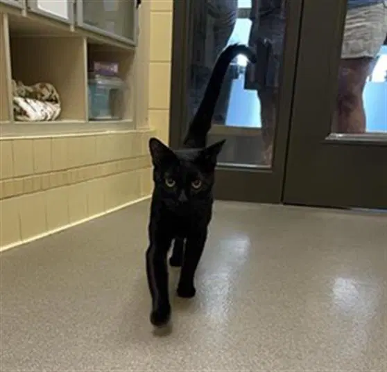 Rockies - Domestic Short Hair