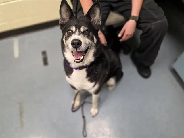 Tugo - Siberian Husky
