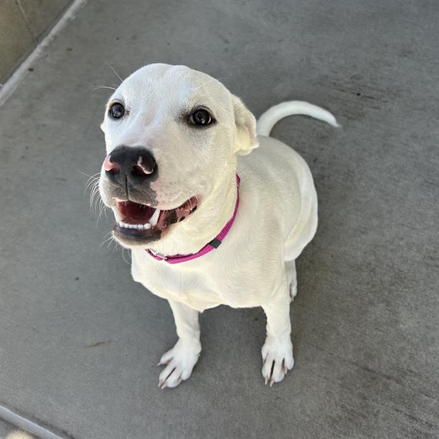 Nova