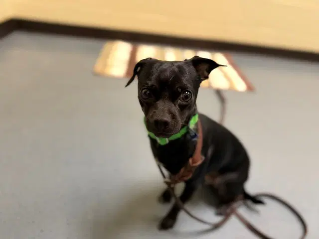 Panterita - Chihuahua