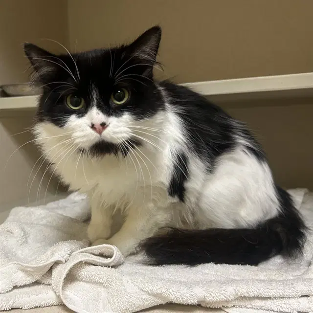 Bella - Domestic Medium Hair