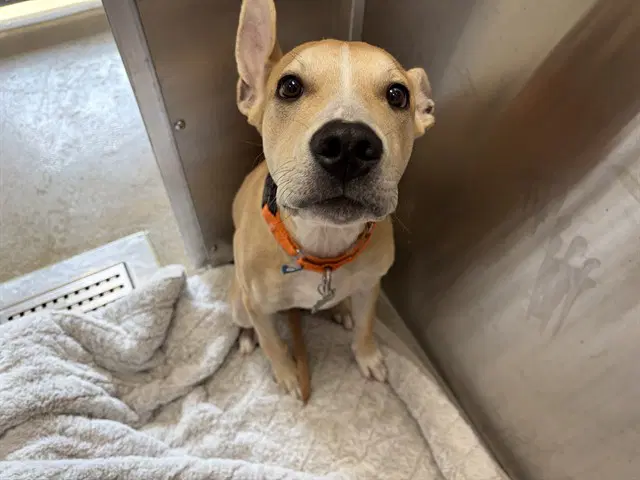 Hungry Dave - Pit Bull Terrier