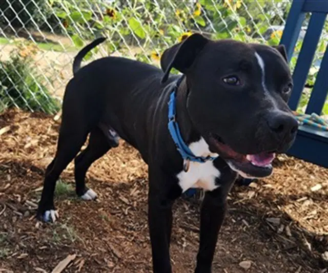 Phantom - American Pit Bull Terrier