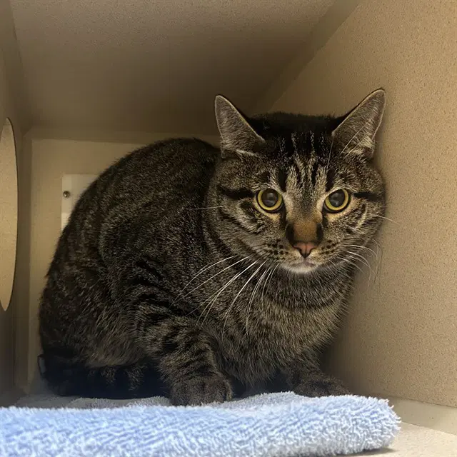 Ivern - Domestic Short Hair