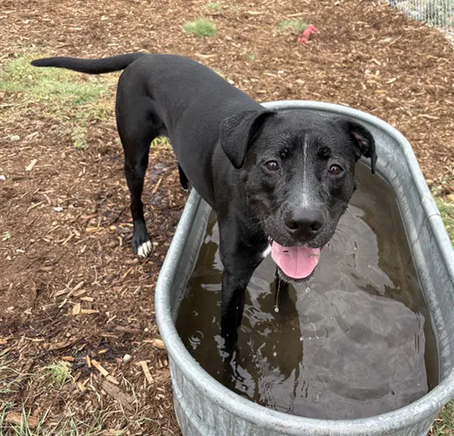 Honey - Labrador Retriever