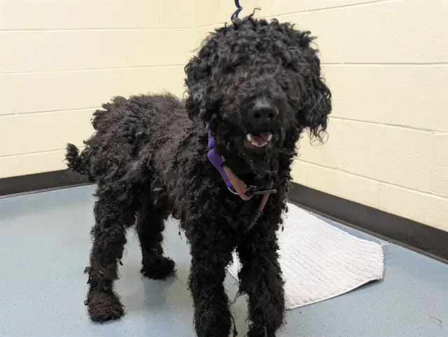 Salem - Poodle (Standard)