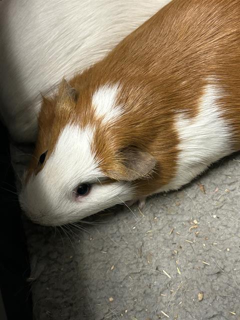 RON