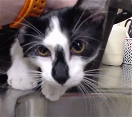 Sierra Nevada - Domestic Short Hair