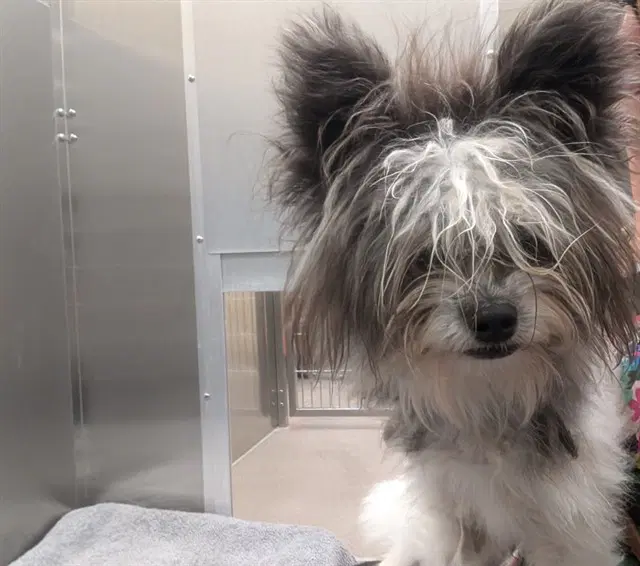 Furby - Maltese