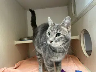 Ruby Hill - Domestic Short Hair
