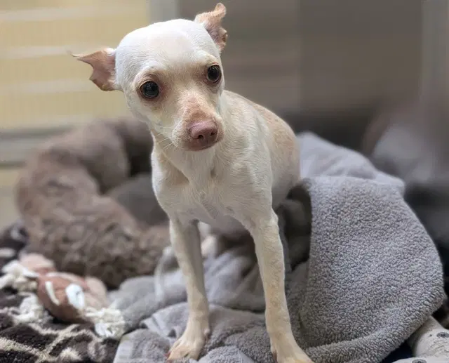 Tinker Toy - Chihuahua