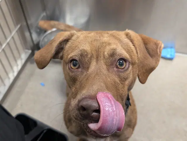 Skip It - Labrador Retriever
