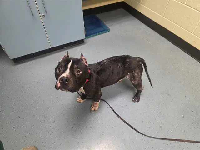 Raphael - American Pit Bull Terrier