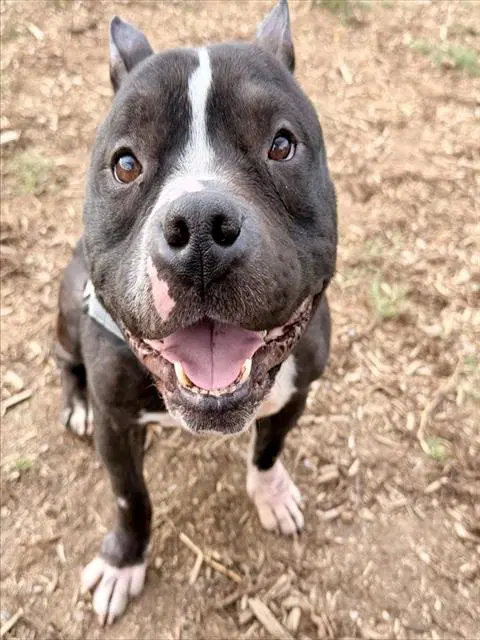 Raphael - American Pit Bull Terrier