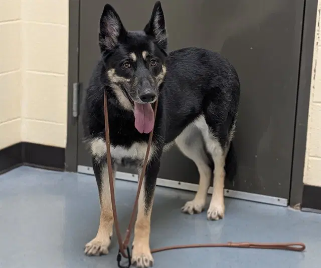 Mika - German Shepherd Dog