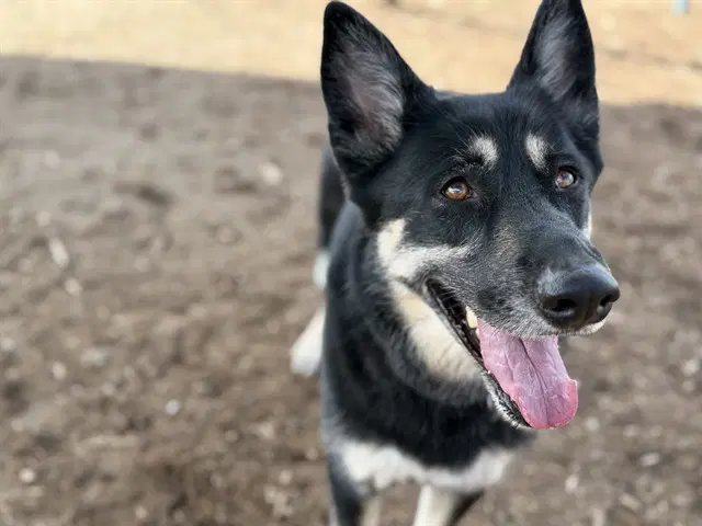 Mika - German Shepherd Dog