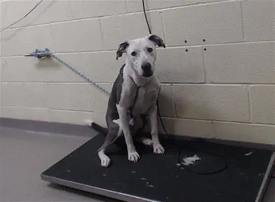 Ranger - Pit Bull Terrier