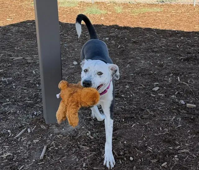 Ranger - American Pit Bull Terrier