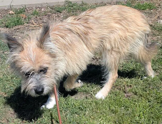 Socker Bopper - Terrier