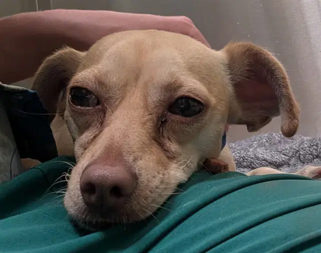 Lincoln Log - Chihuahua