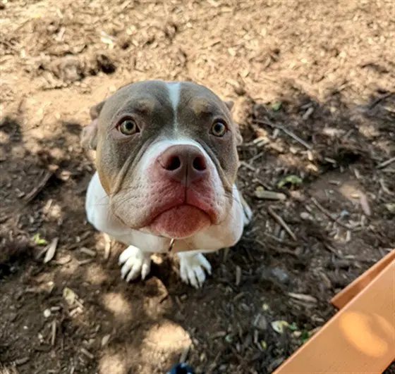 Stretch Armstrong - English Bulldog