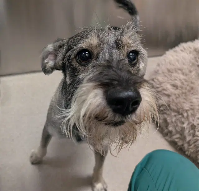 Nerf - Miniature Schnauzer