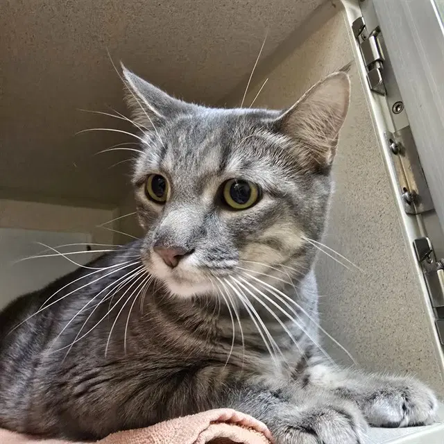 Nala - Domestic Short Hair
