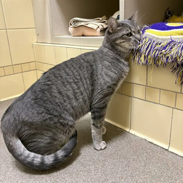 Nala - Domestic Short Hair