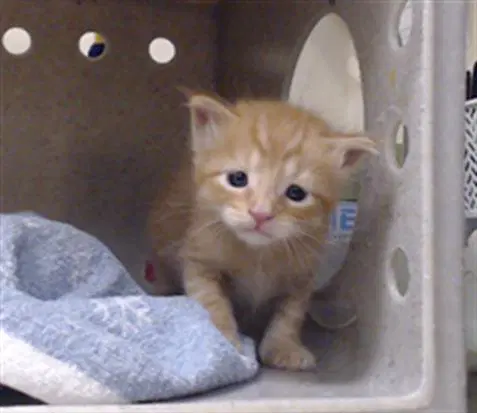 Lil Chunks - Domestic Short Hair