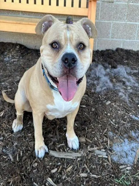 Mogley - English Bulldog