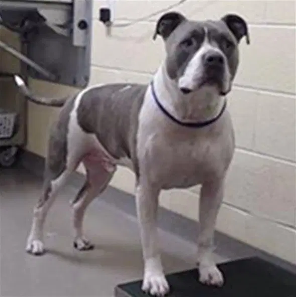 Odie - American Pit Bull Terrier