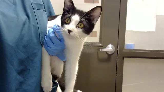 Bill - Domestic Short Hair