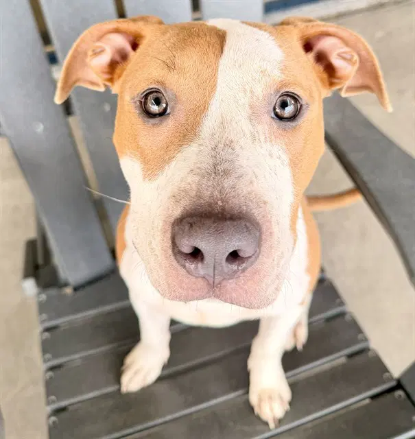 Stella Louise - Pit Bull Terrier