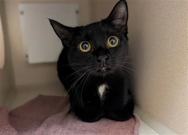 Lady Beatrice Beans - Domestic Short Hair