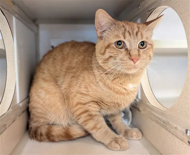 Duke Whiskerton - Domestic Short Hair