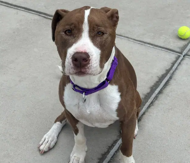 Millani - American Pit Bull Terrier