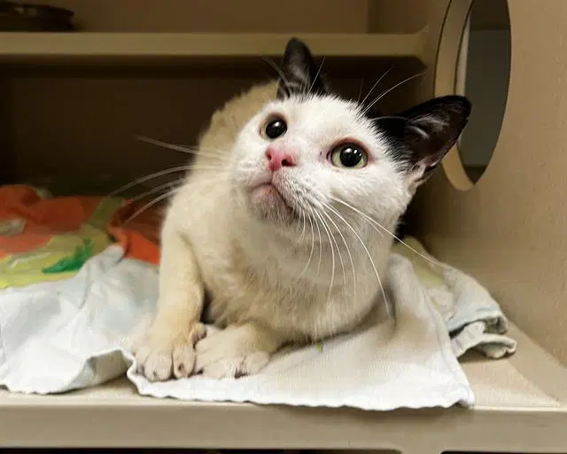 Windsor - Domestic Short Hair