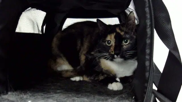 Meadow - Domestic Short Hair