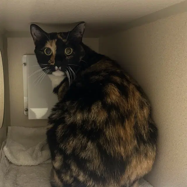 Meadow - Domestic Short Hair