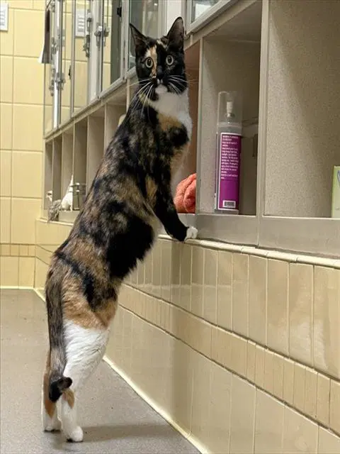 Meadow - Domestic Short Hair