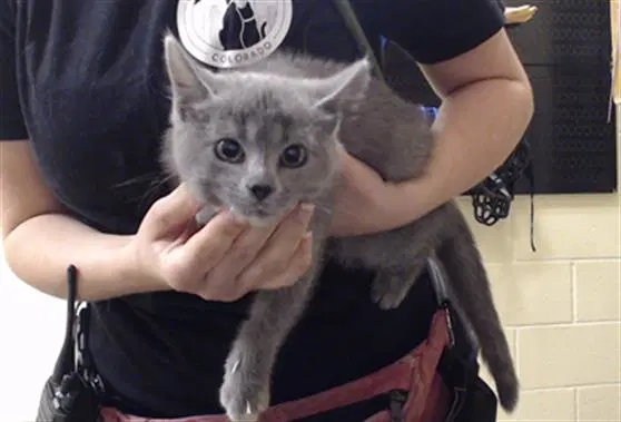 Chess - Domestic Short Hair