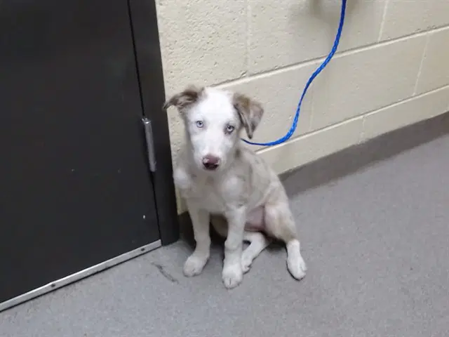 Monopoly - Australian Shepherd
