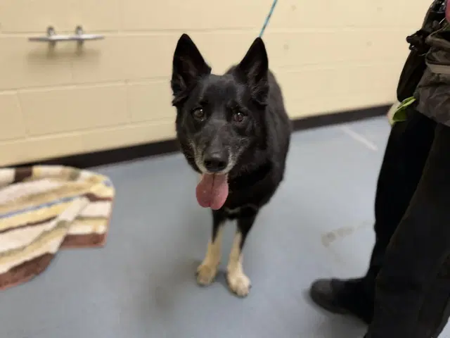 Lydia - German Shepherd Dog