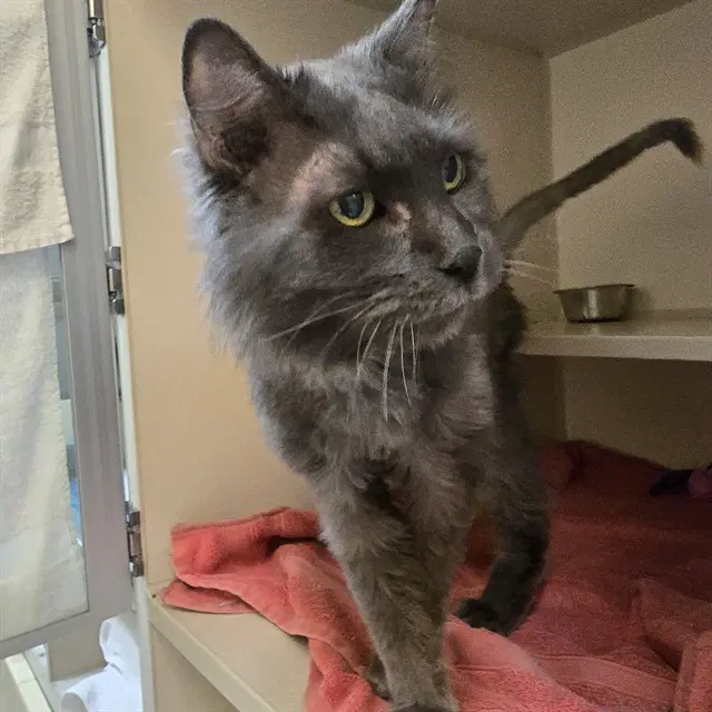 Vinny - Domestic Medium Hair