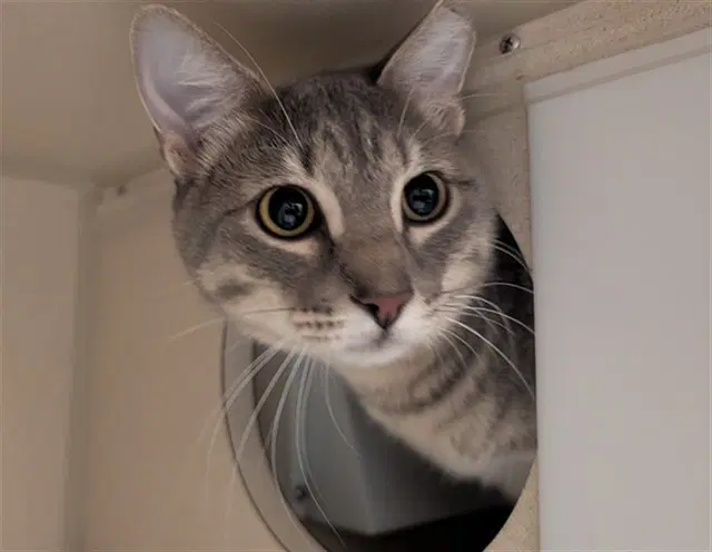 Greygrey - Domestic Short Hair