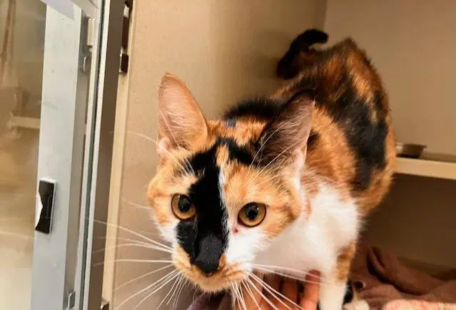 Grizzly Rose - Domestic Short Hair