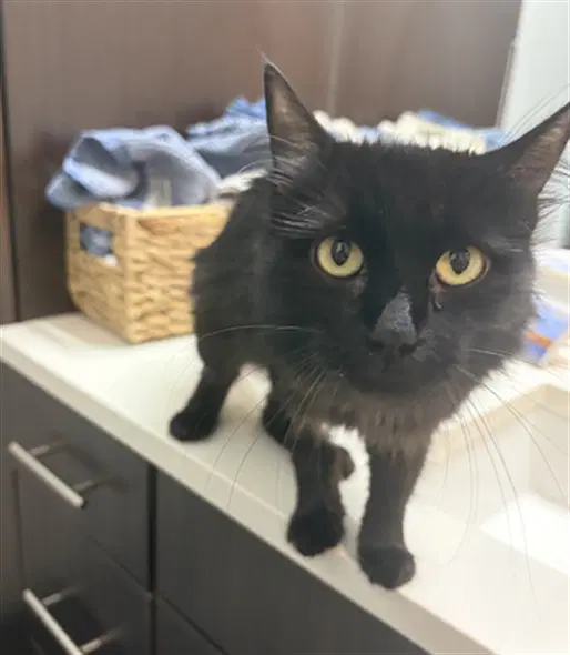 Lou - Domestic Medium Hair
