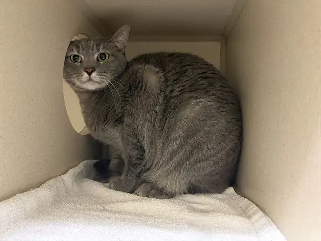 Smokey - Domestic Short Hair